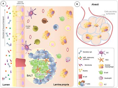 Immunomodulatory Role of Nutrients: How Can Pulmonary Dysfunctions Improve?